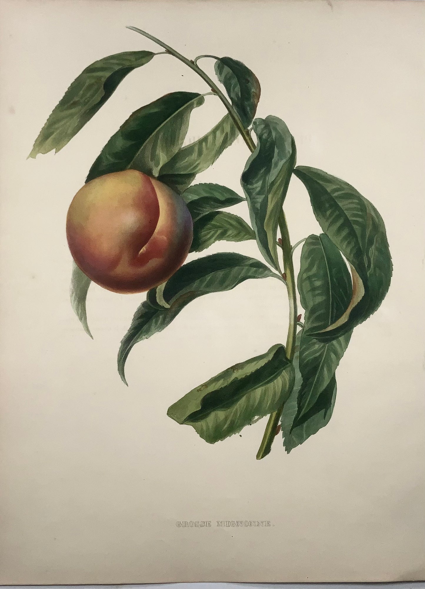 1853 Peach, A. Bivot, pomology, fruit, 35cm fine hand colour