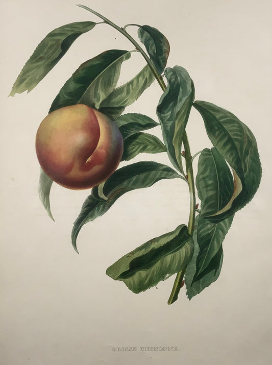 1853 Pêche, A. Bivot, pomologie, fruit, 35cm couleur fine main