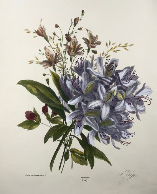 1836 Bouquet de fleurs, botanique, Weiss ; Desguerrois, 35cm, couleur main originale 