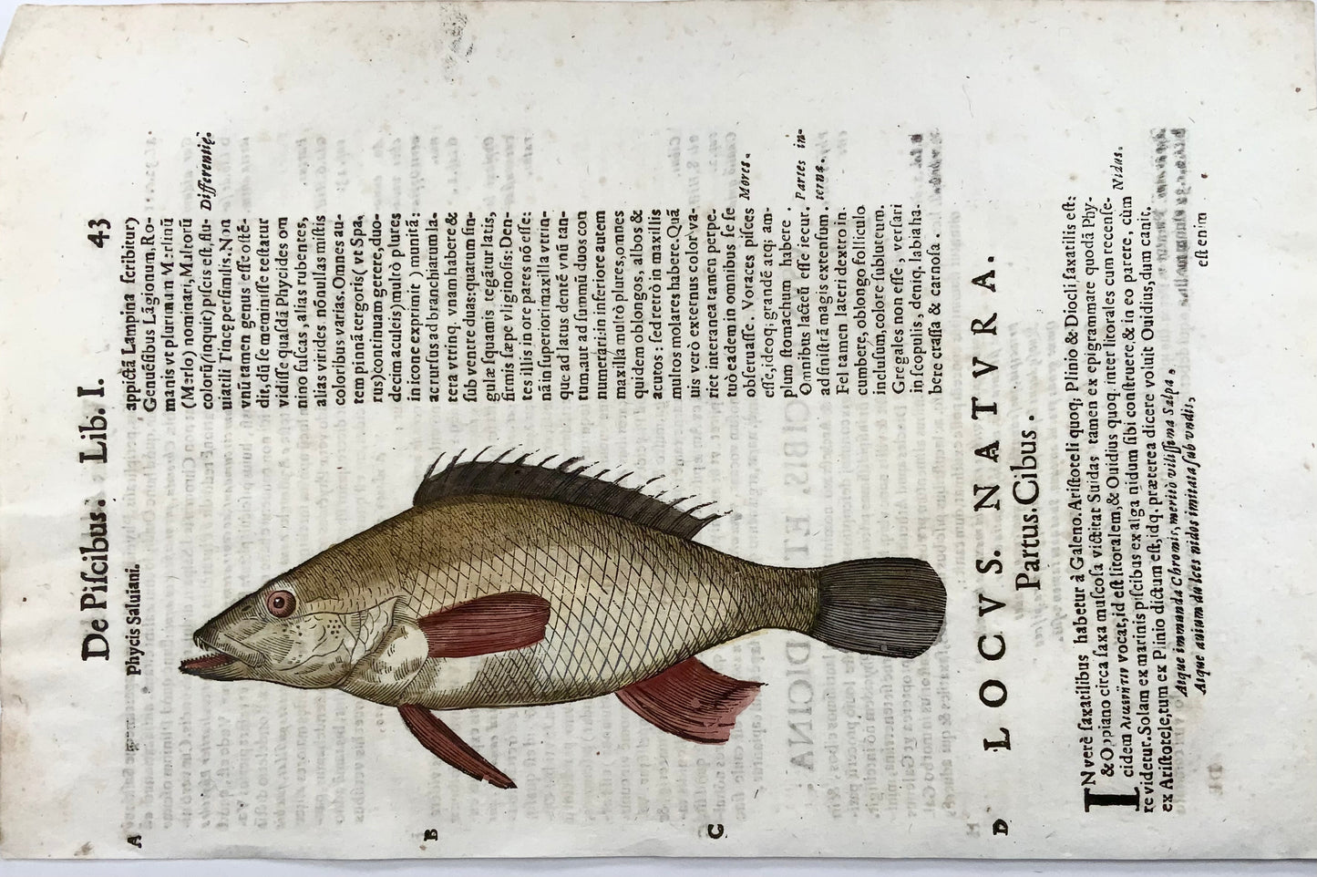 1638 Phylis Salviani, Forkbeard fish, Aldrovandi, large folio woodcut leaf