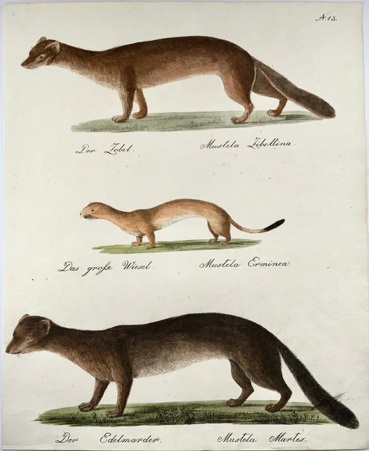 1816 Belette, Marder, Brodtmann, Imp. folio 42,5 cm, incunables de lithographie, mammifères