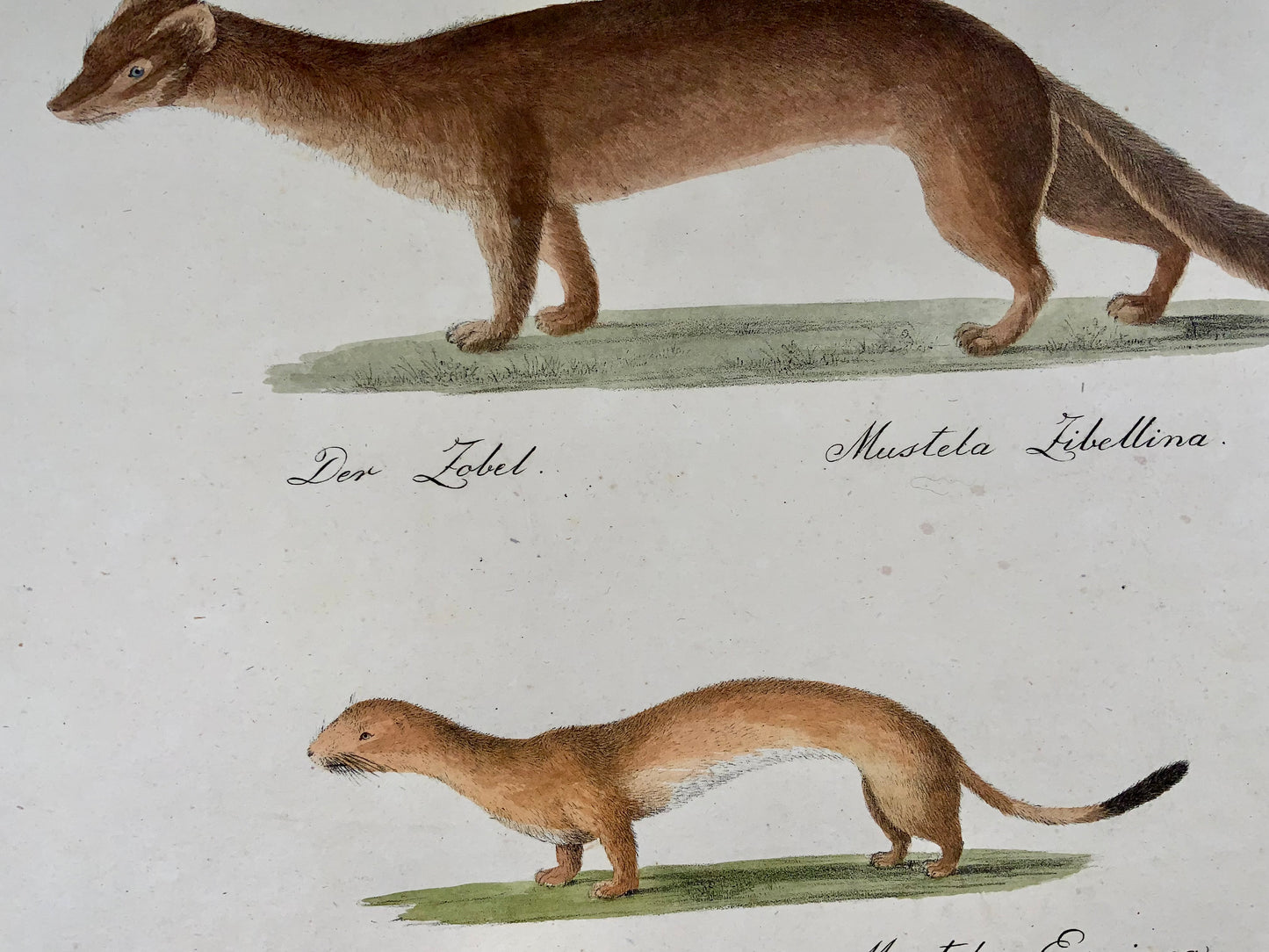 1816 Weasel, Marder, Brodtmann, Imp. folio 42.5 cm, incunabula of lithography, mammals