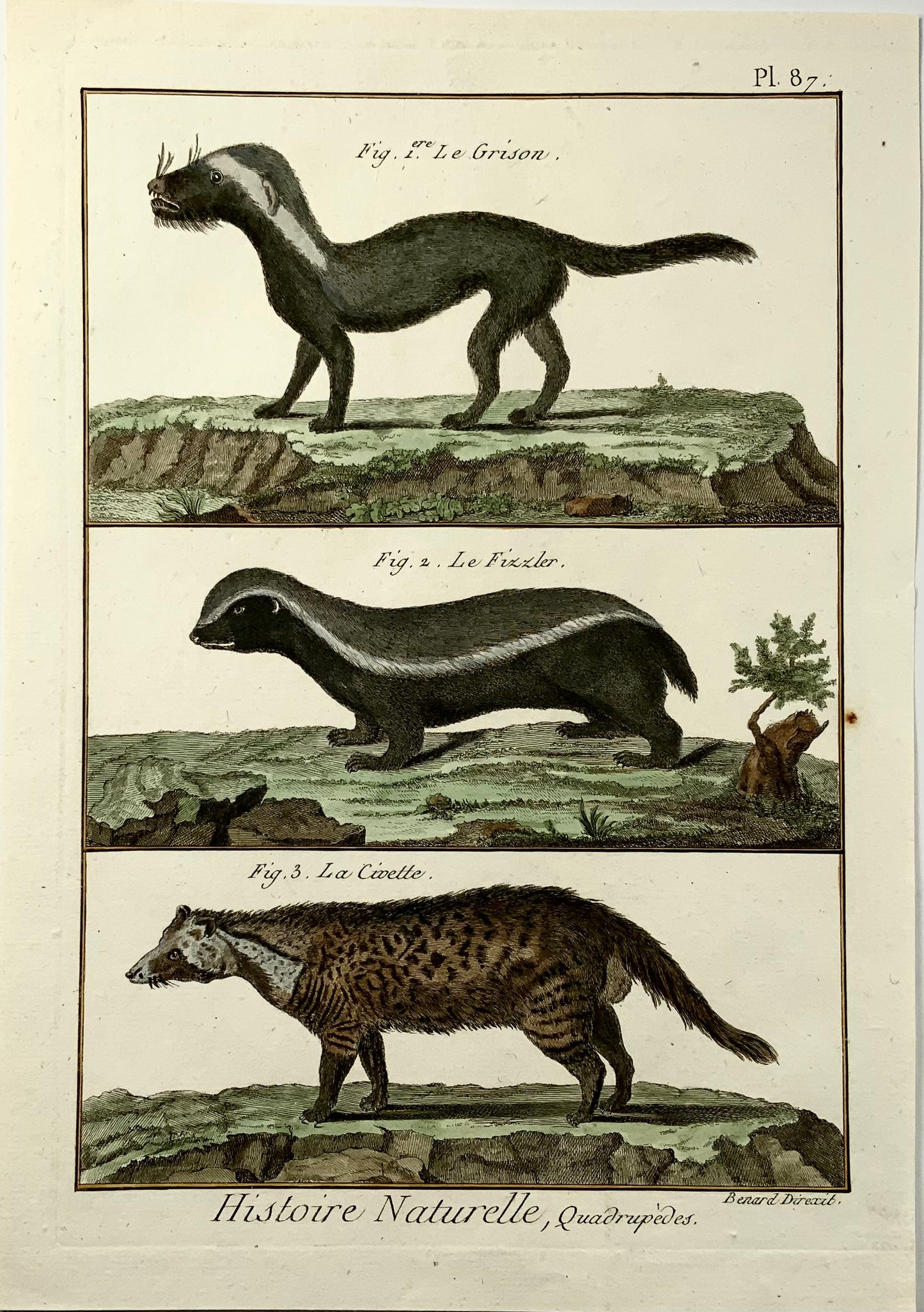 1780 c Civette, Grison, mammifères Diderot édition quarto, coloriée à la main