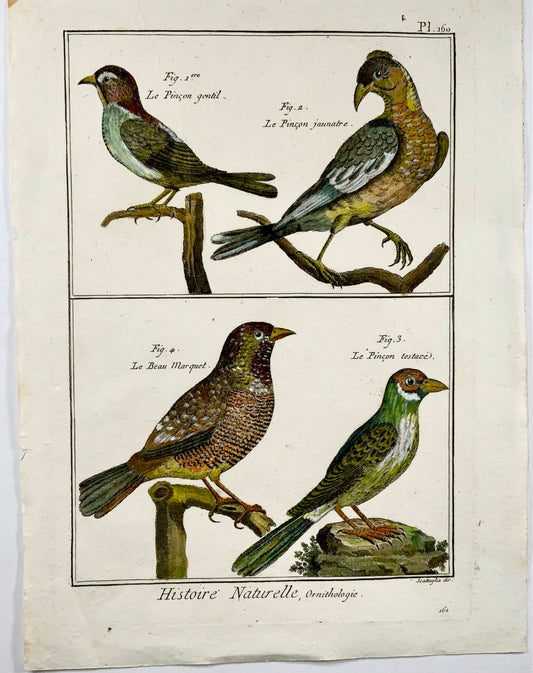 1789 Pinson, Benard sc. in-quarto, couleur à la main, gravure, ornithologie