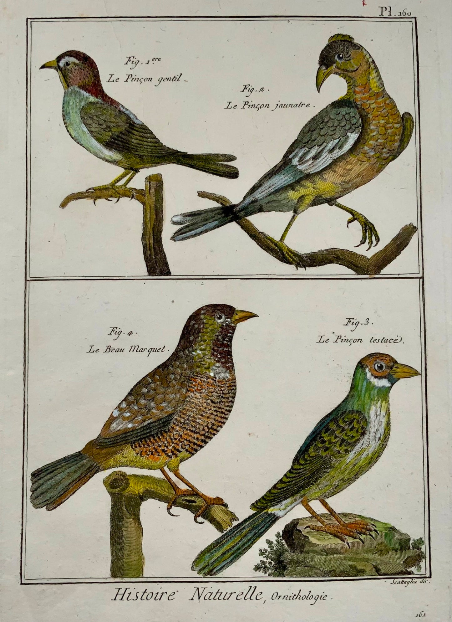 1789 Pinson, Benard sc. in-quarto, couleur à la main, gravure, ornithologie