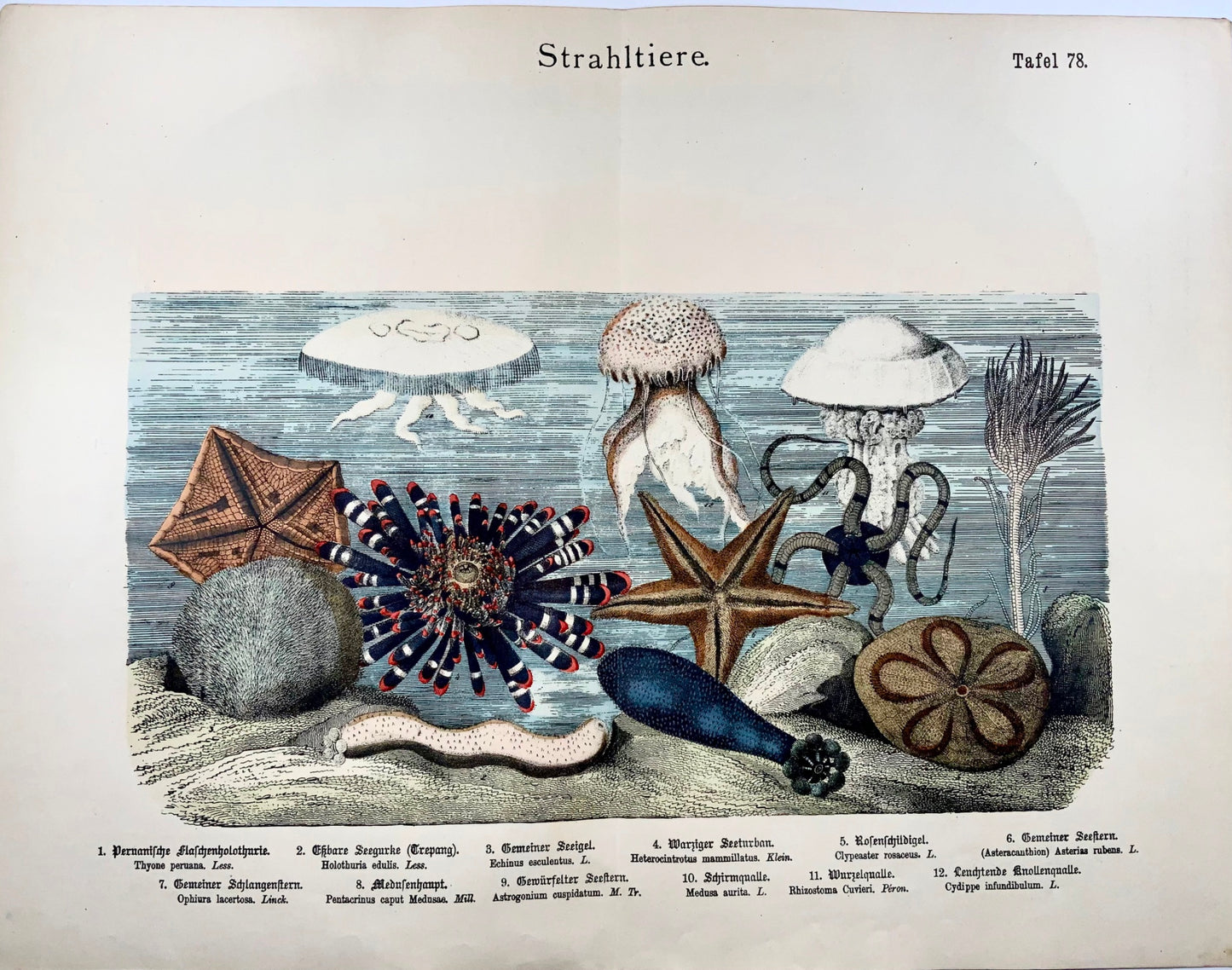 1870c Jellyfish Seastars, Kunziger, double in-folio fin avec couleur à la main