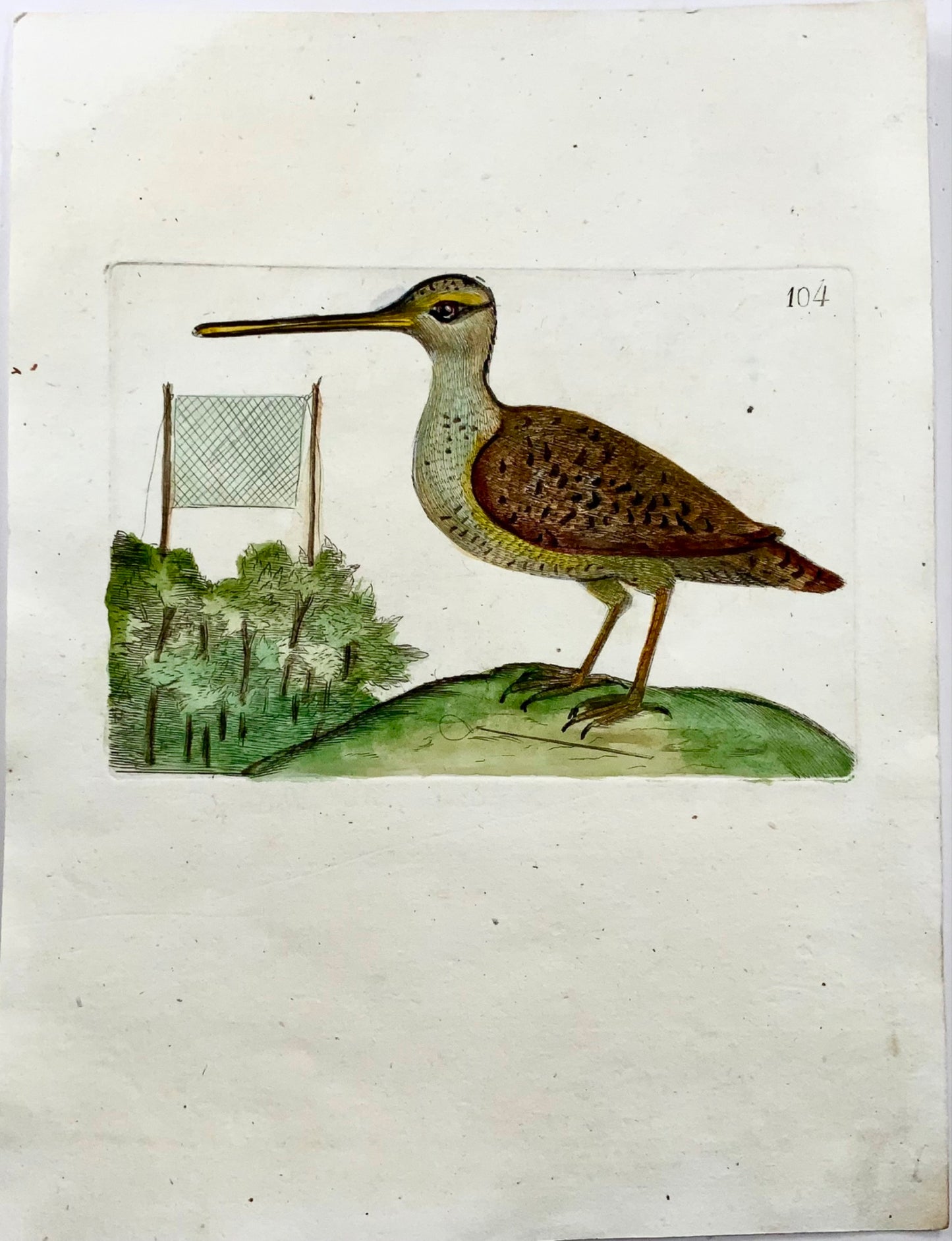 1794 Bécassine commune, Rémy Willemet (1735-1790), in-4, gravure, rare, ornithologie