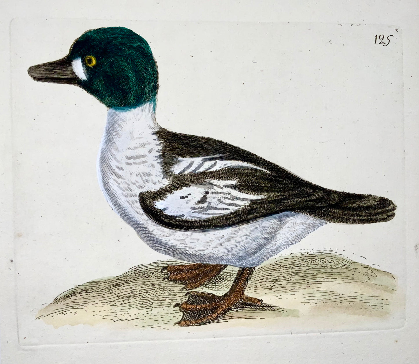 1794 Garrot à oeil d'or, Rémy Willemet (1735-1790), in-4, gravure, ornithologie