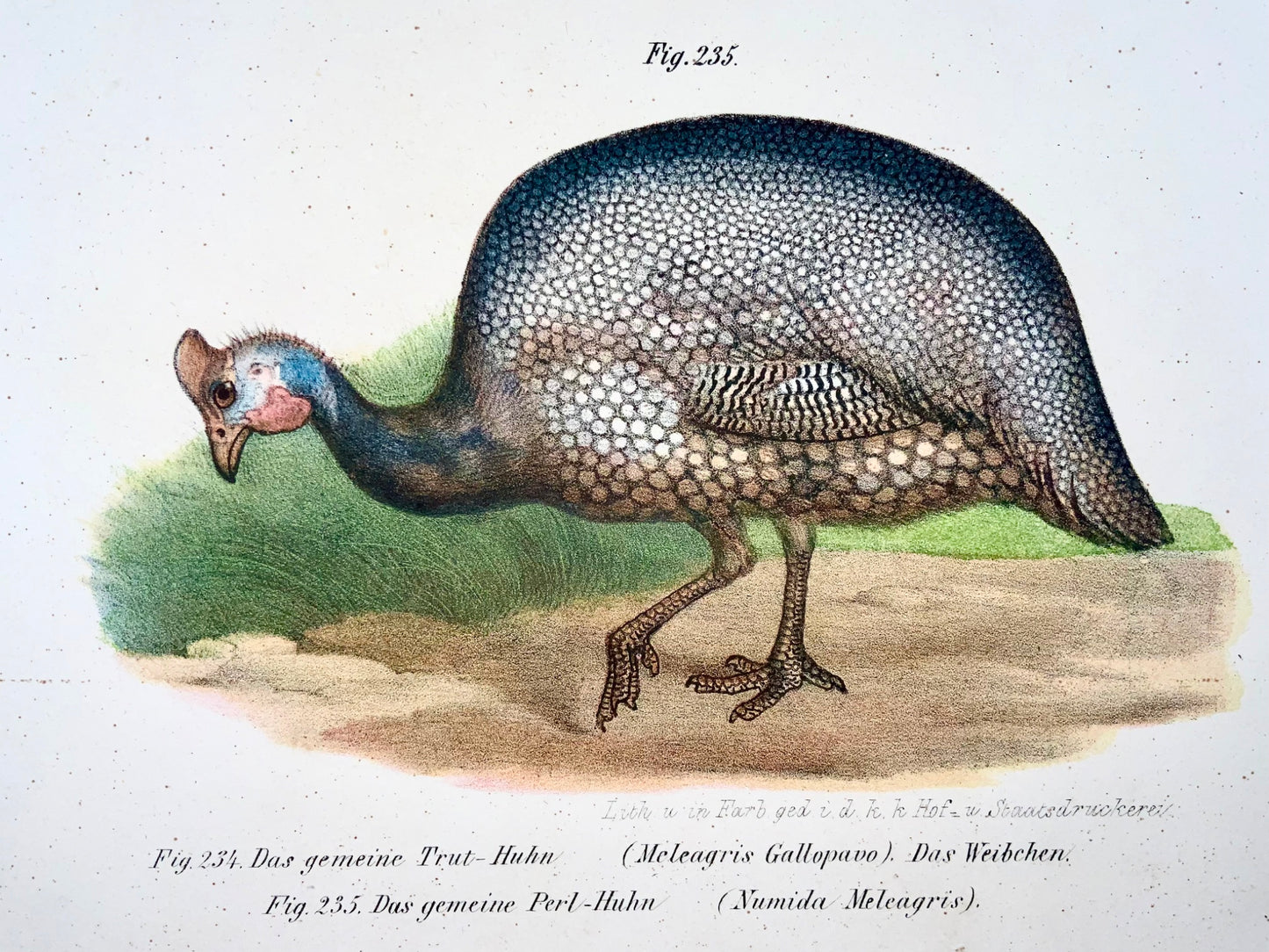 1860 Turkey, Guinea fowl, Fitzinger, colour lithograph, hand finish, ornithology