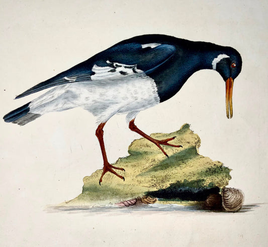 1794 Edward Donovan, Oyster Catcher, ornithology, fine hand coloured engraving