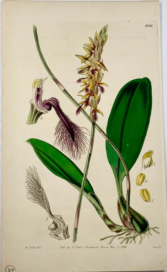 1844 Bolbophyllum [ Orchid ], Fitch, Curtis, hand coloured, botany