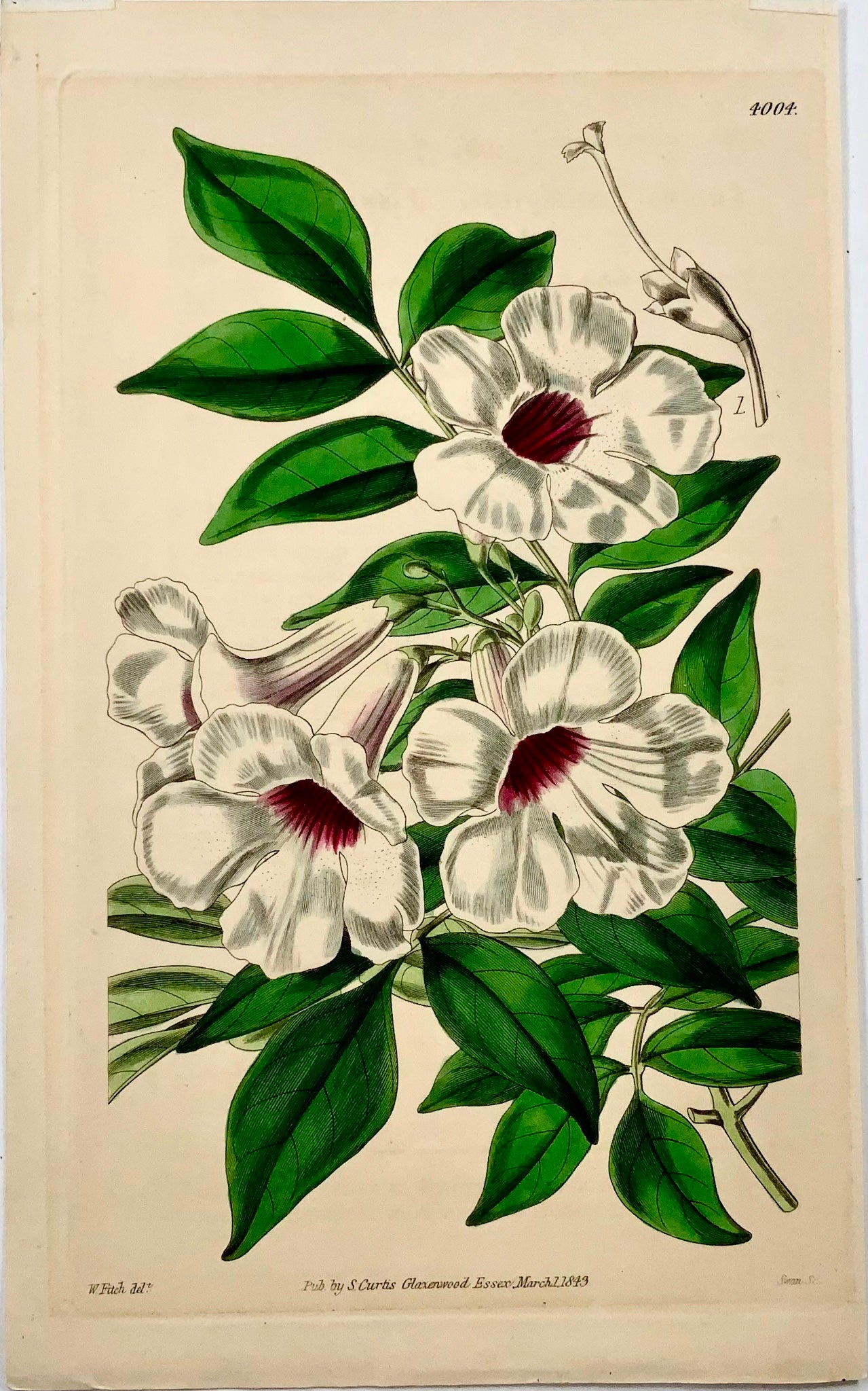 1843 Jasmine-leaved Tecoma, Fitch, Curtis, hand coloured, botany