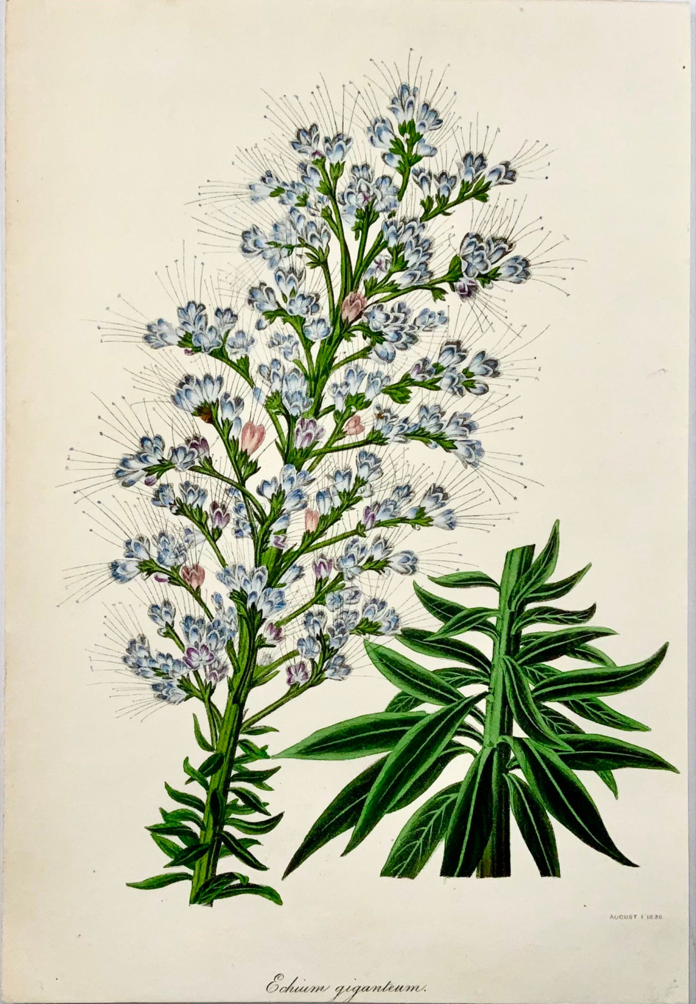 1838 Gigantic Viper's Bugloss, F.W. Smith for Paxton, botanical