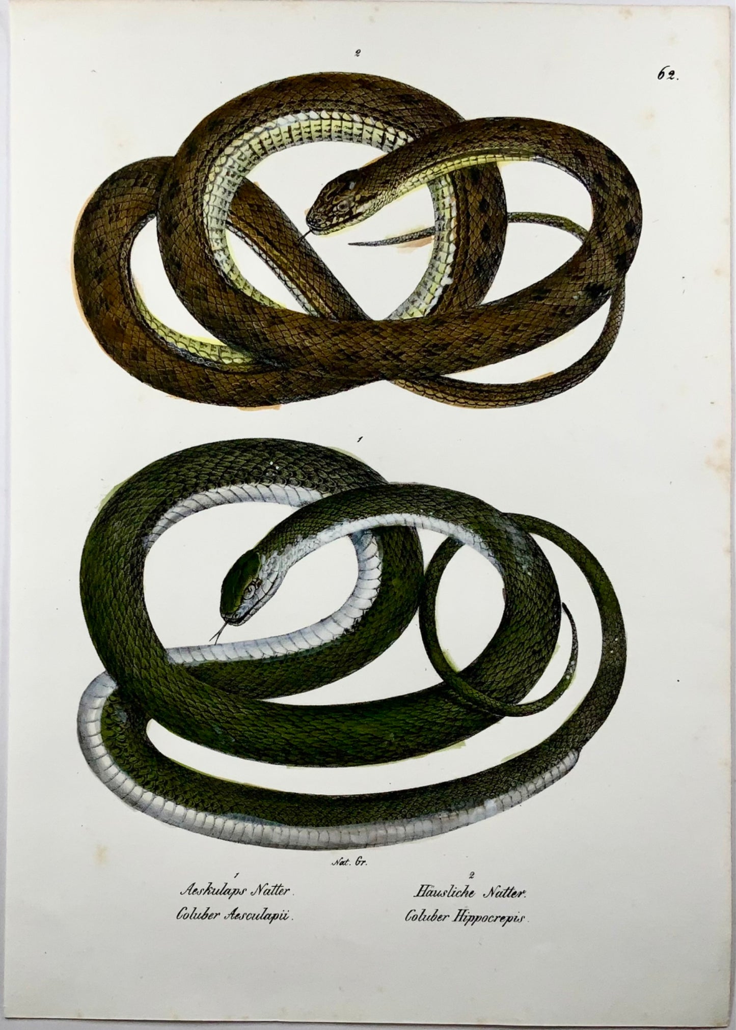 1833 Schinz (b1777) Aesculapian & whip snake, hand coloured stone lithograph