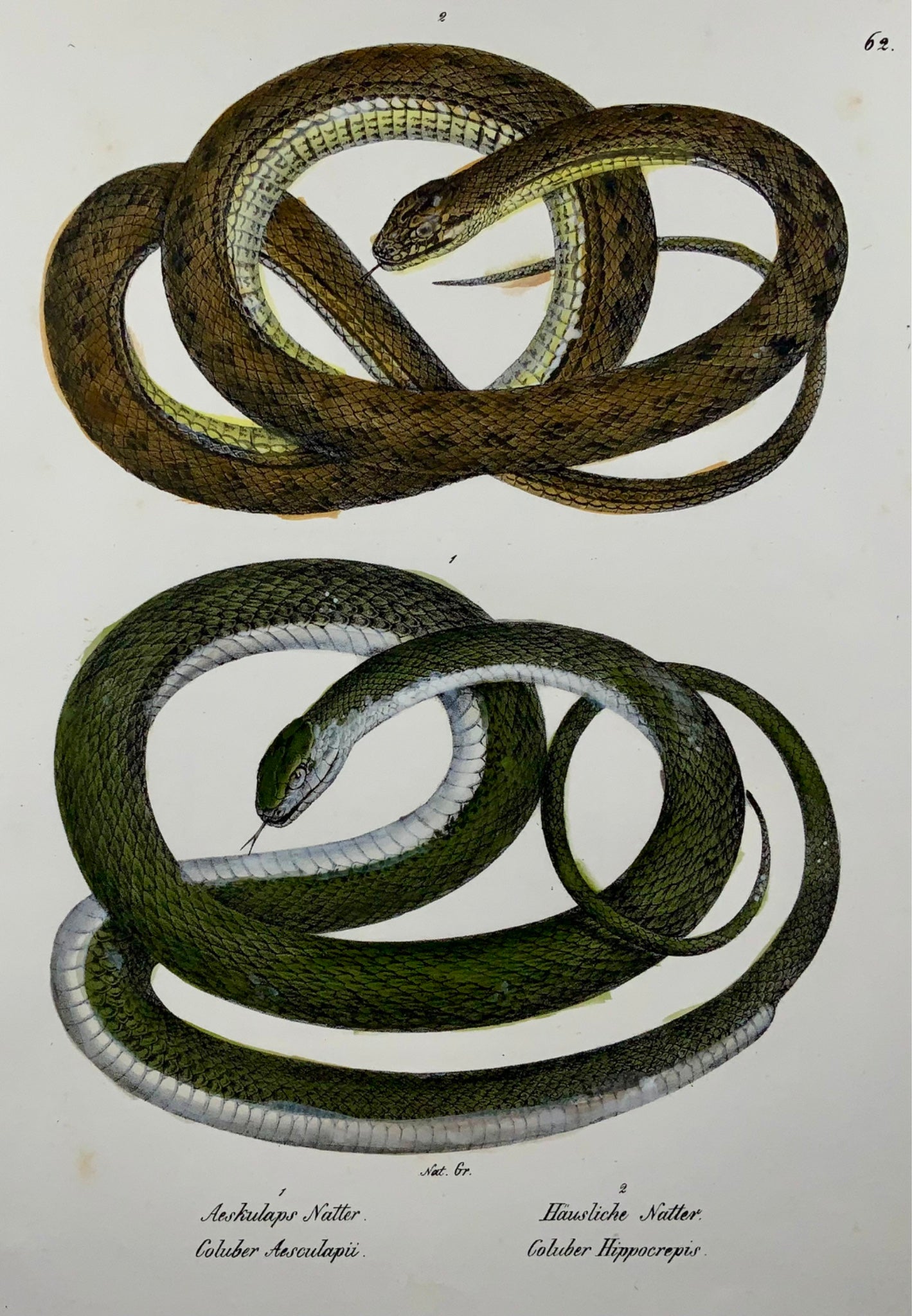 1833 Schinz (b1777) Aesculapian & whip snake, hand coloured stone lithograph