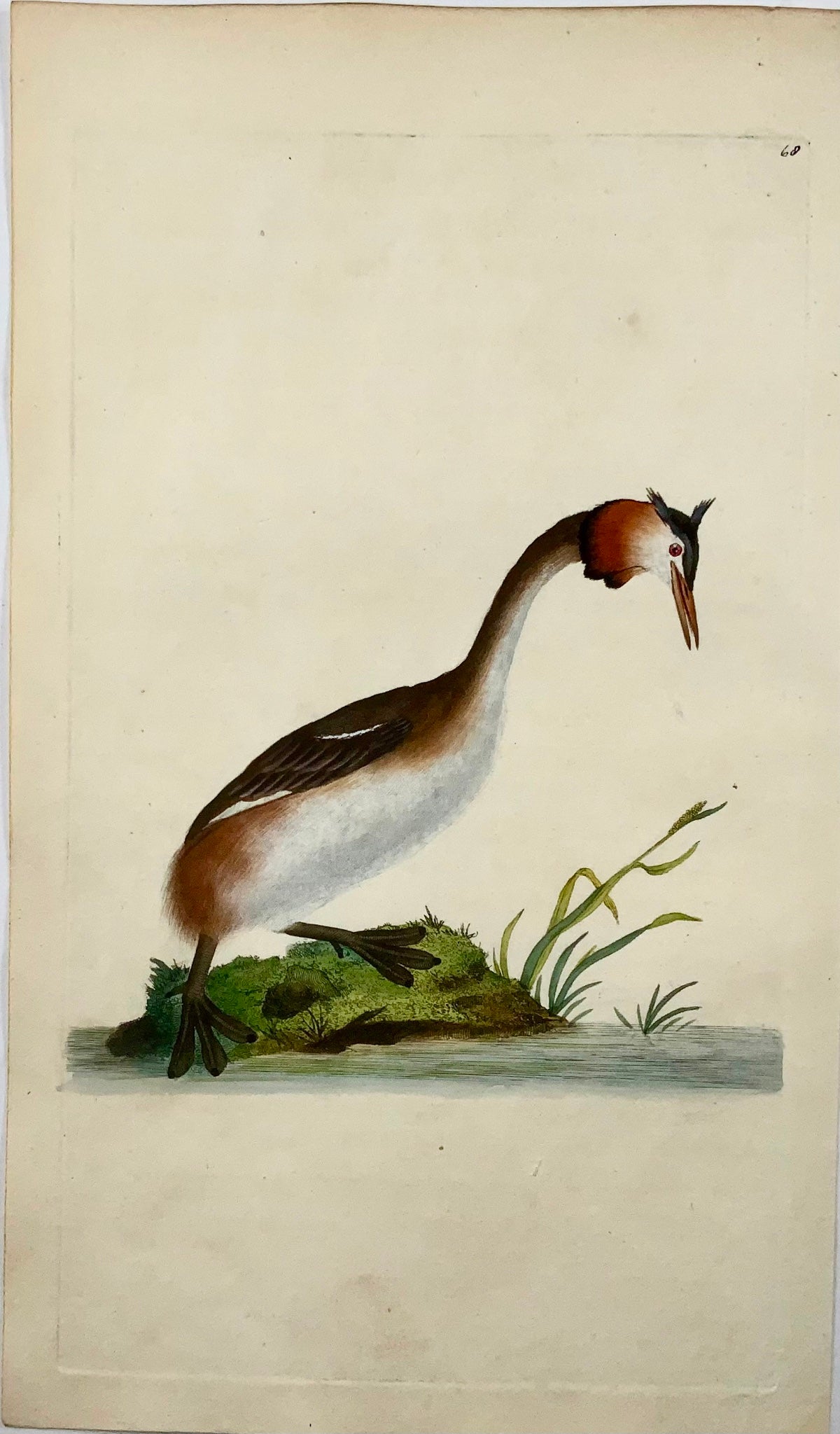 1794 Edward Donovan, Crested Grebe, ornithology, fine hand coloured engraving