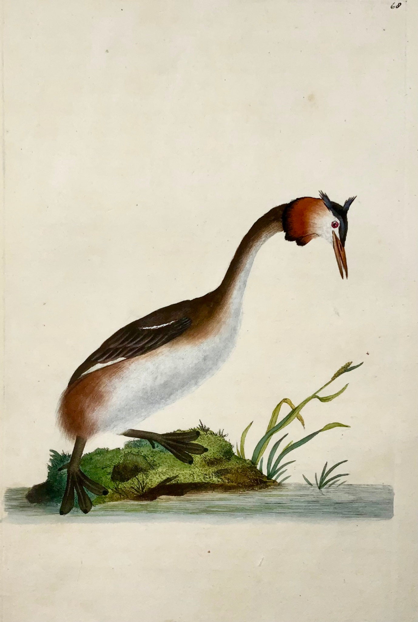 1794 Edward Donovan, Crested Grebe, ornithology, fine hand coloured engraving