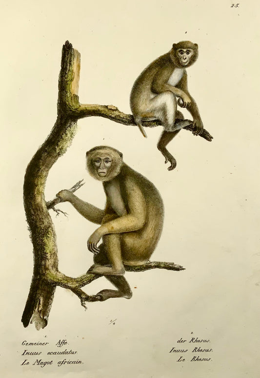 1824 Common Apes, Mammals, K.J. Brodtmann hand colored folio lithograph