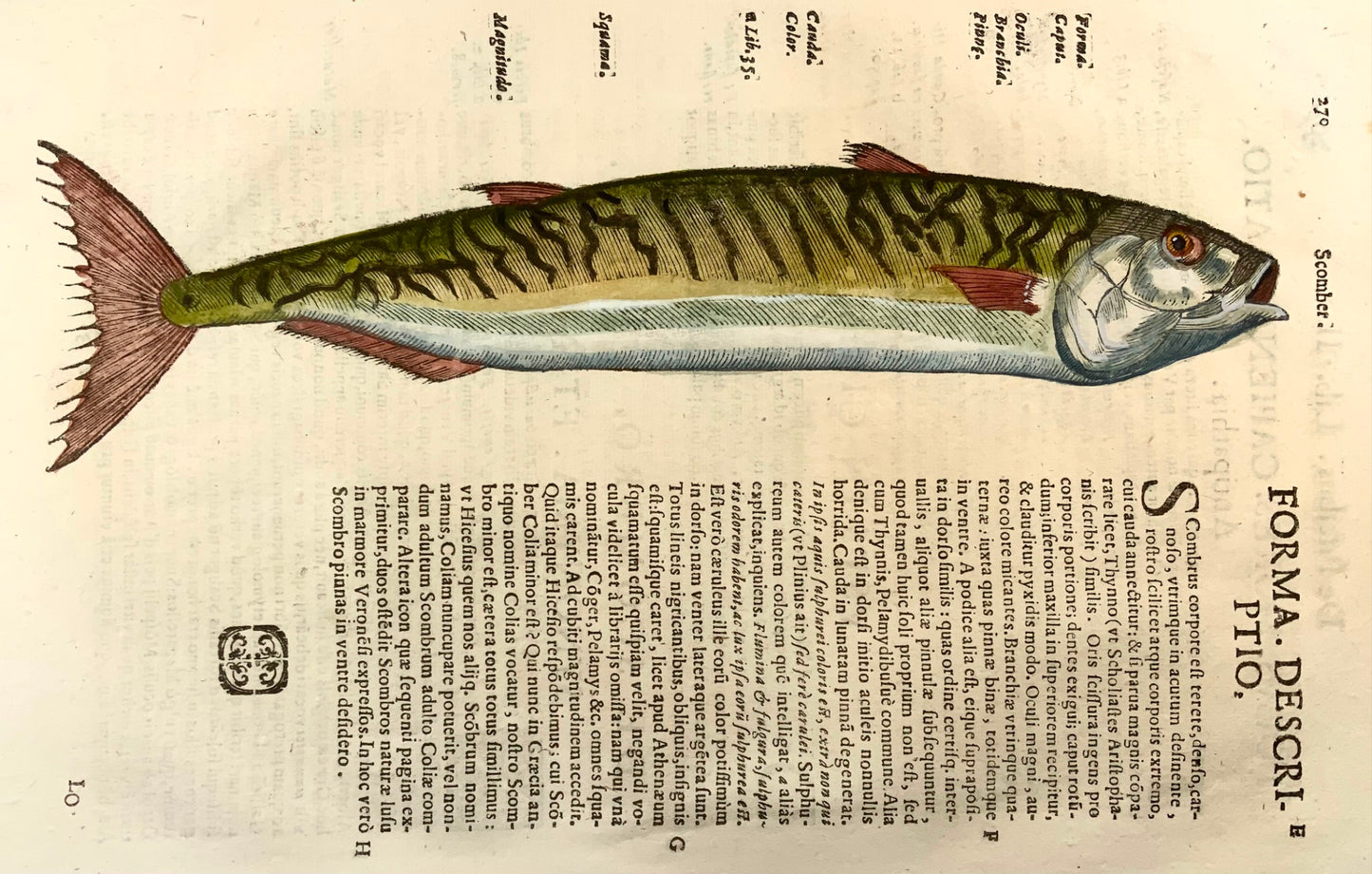 1638 Atlantic Mackerel, fish, Aldrovandi, large folio leaf with woodcut