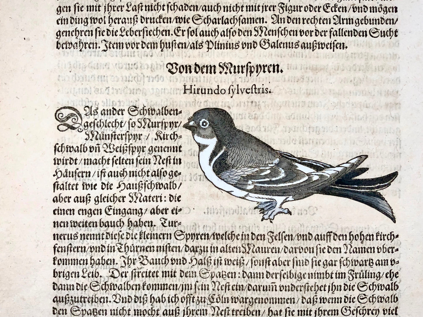 1582 Barn Swallow, Conrad Gesner, ornithology, folio, woodcut, hand coloured