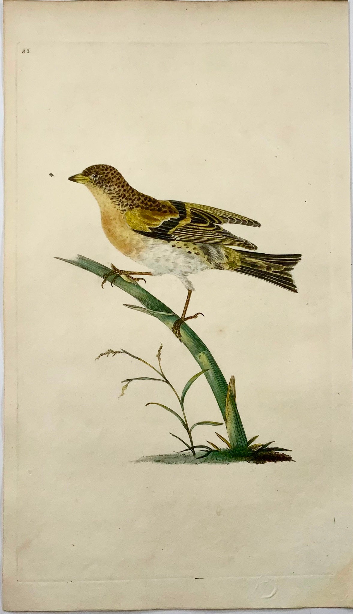1794 Edward Donovan, Brambling, ornithology, fine hand coloured engraving