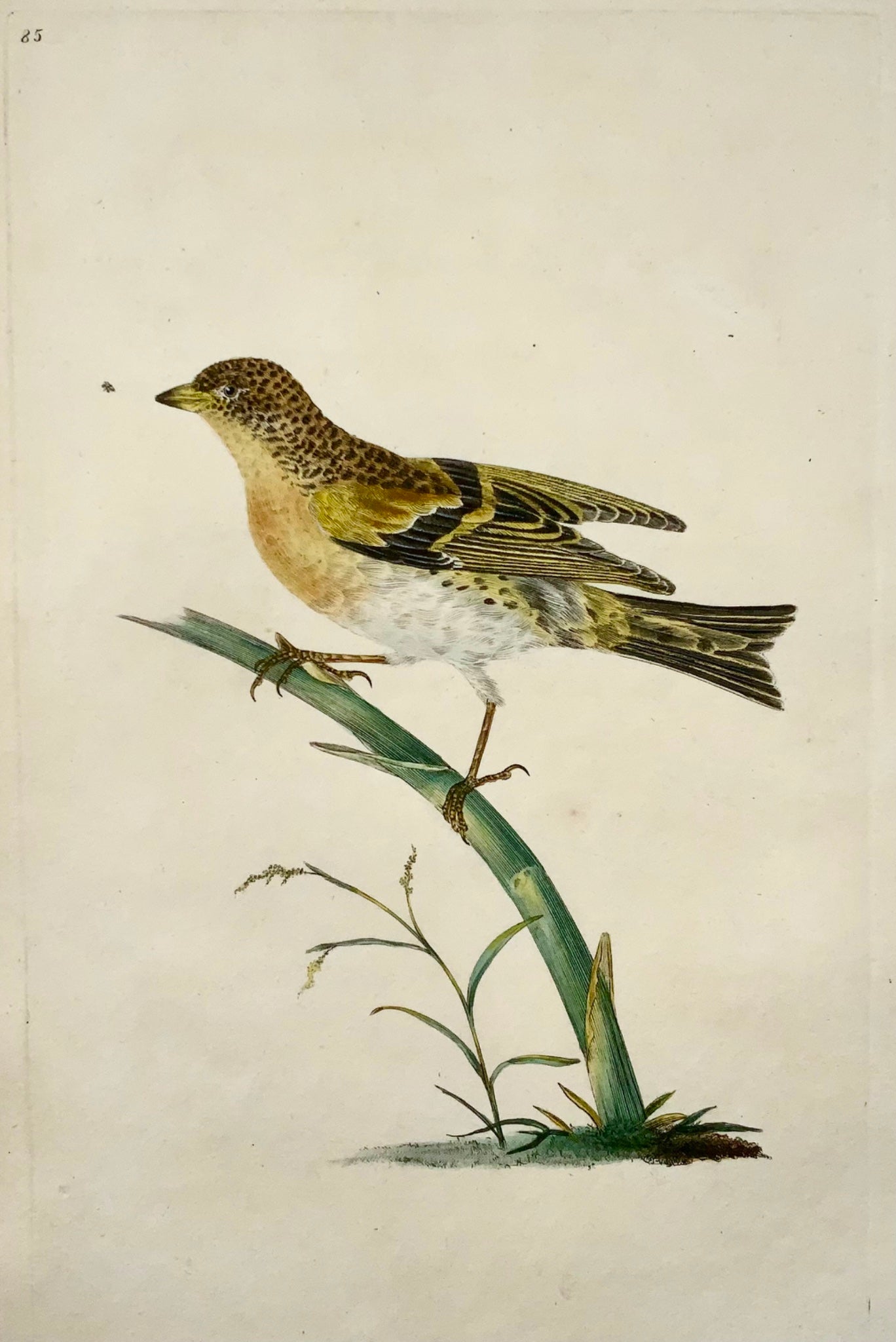 1794 Edward Donovan, Brambling, ornithology, fine hand coloured engraving