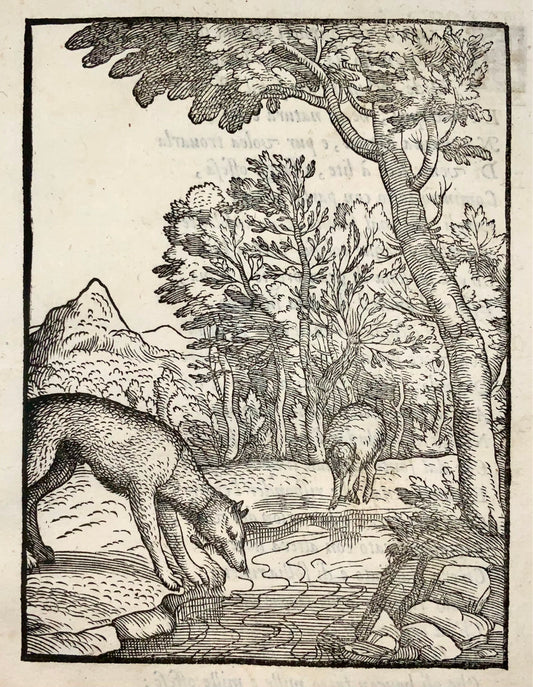 1570 The Wolf & the Lamb, Verdizotti (b 1525), woodcut, fable, art