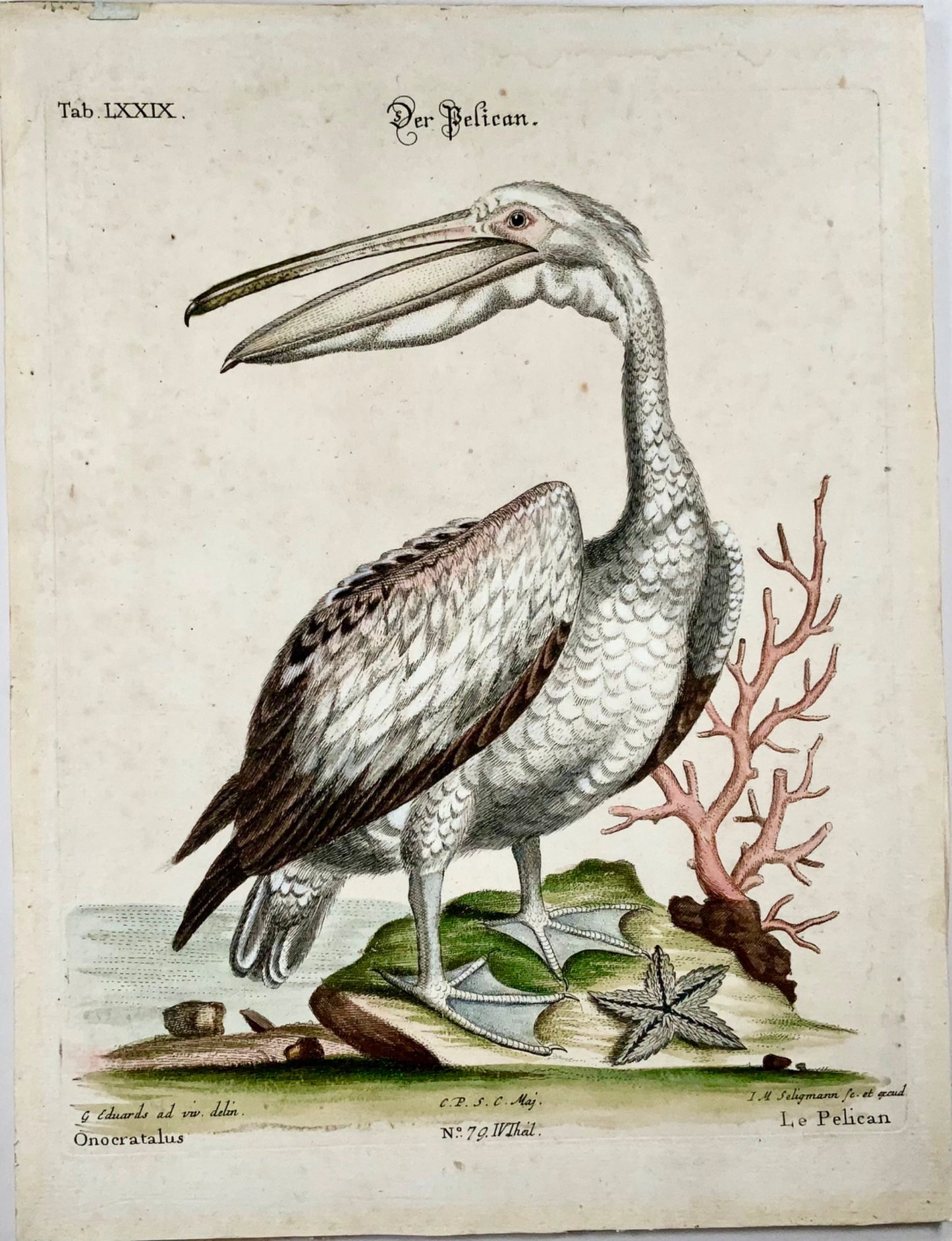 1751 Pelican, George Edwards (1694-1773) (after), Seligmann; ornithology, folio