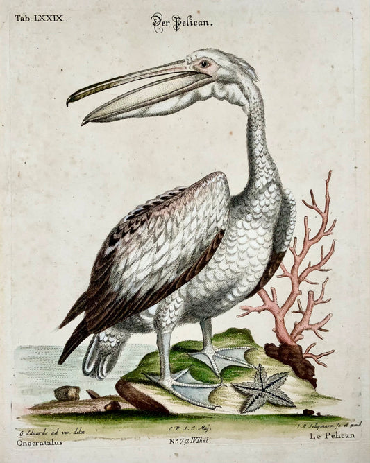 1751 Pelican, George Edwards (1694-1773) (after), Seligmann; ornithology, folio