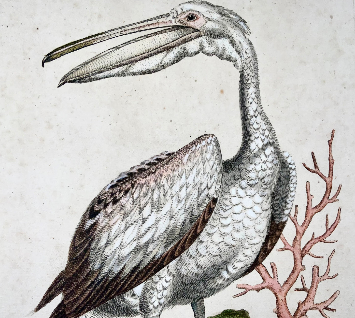 1751 Pelican, George Edwards (1694-1773) (after), Seligmann; ornithology, folio