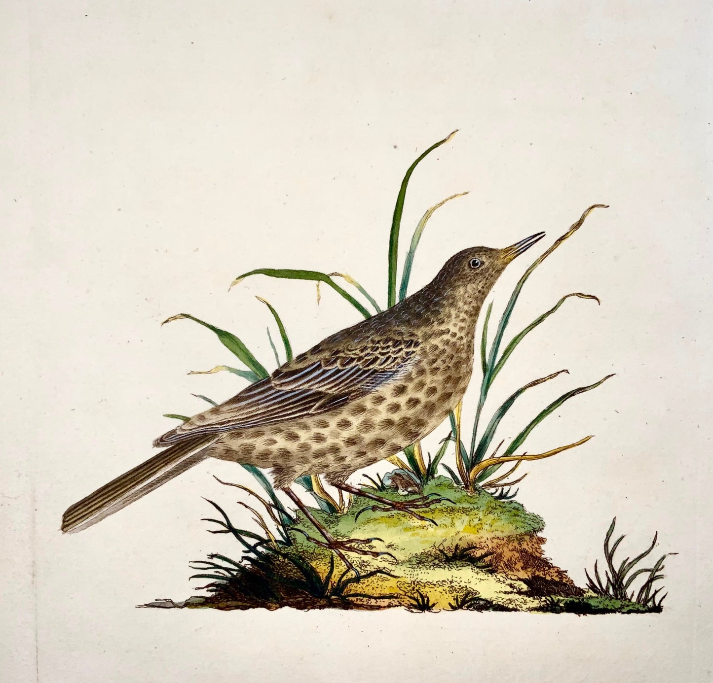 1794 Edward Donovan, Dusky Lark, ornithology, fine hand coloured engraving