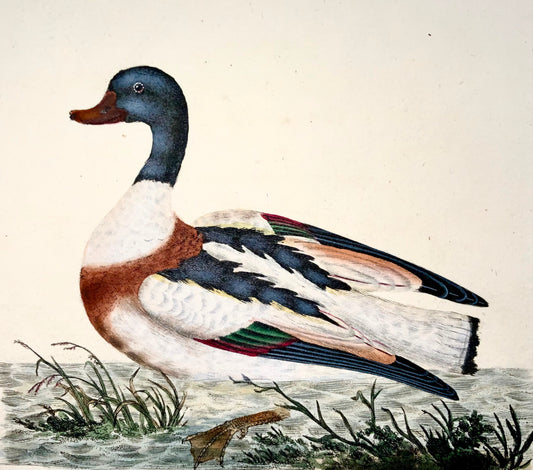 1794 Edward Donovan, Shieldrake Duck, ornithology, fine hand coloured engraving