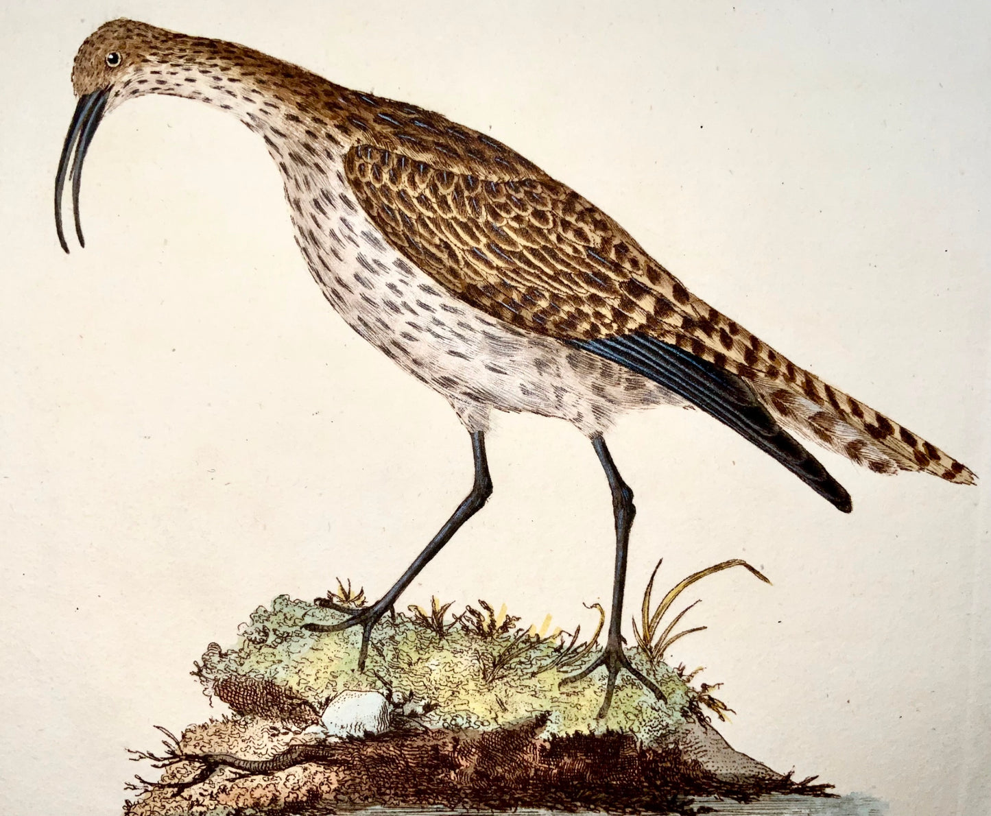 1794 Edward Donovan, Whimbrel, ornithology, fine hand coloured engraving