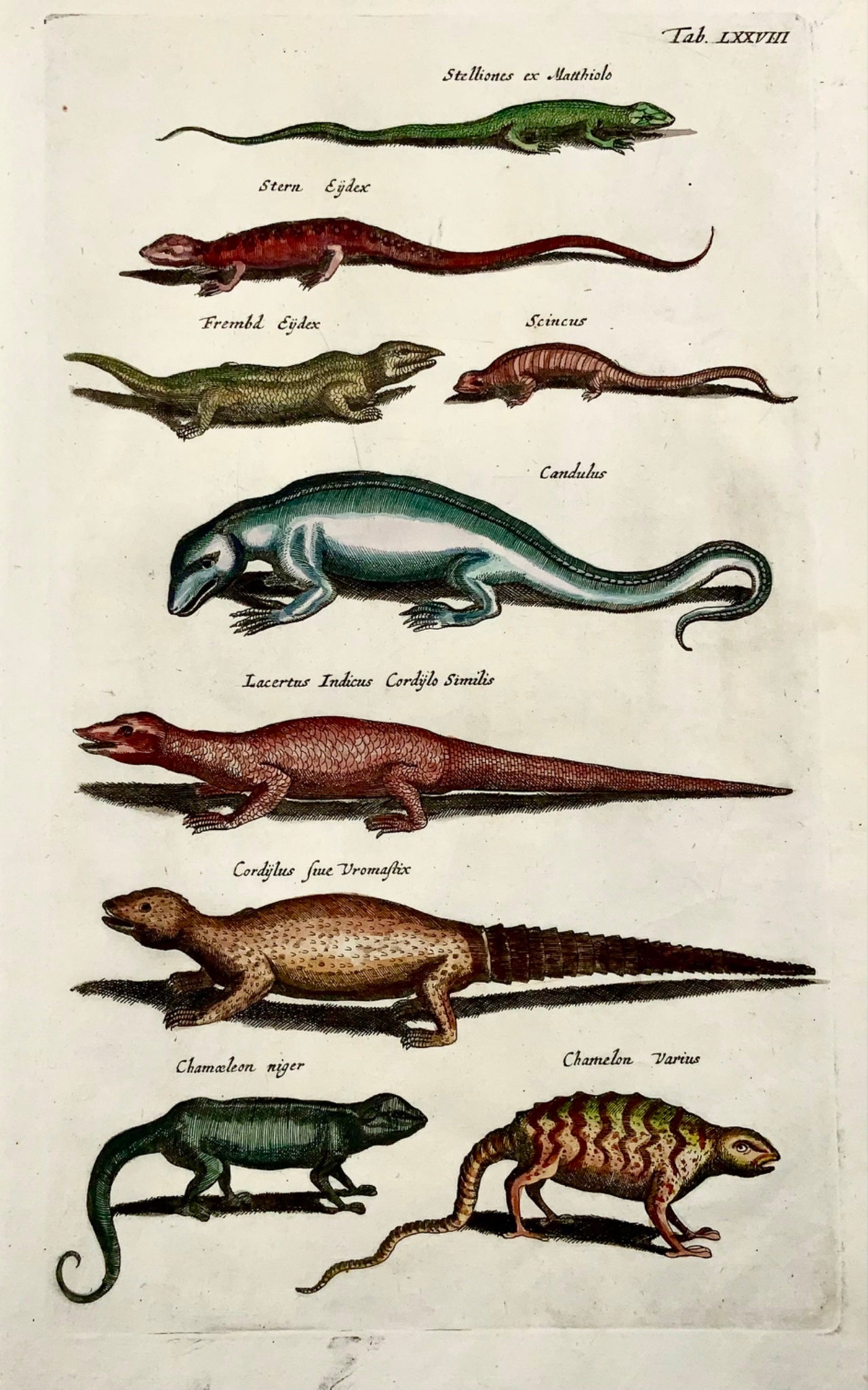 1657 Reptiles, Lizards, Skinks, Chameleon, Matt Merian, folio, hand coloured