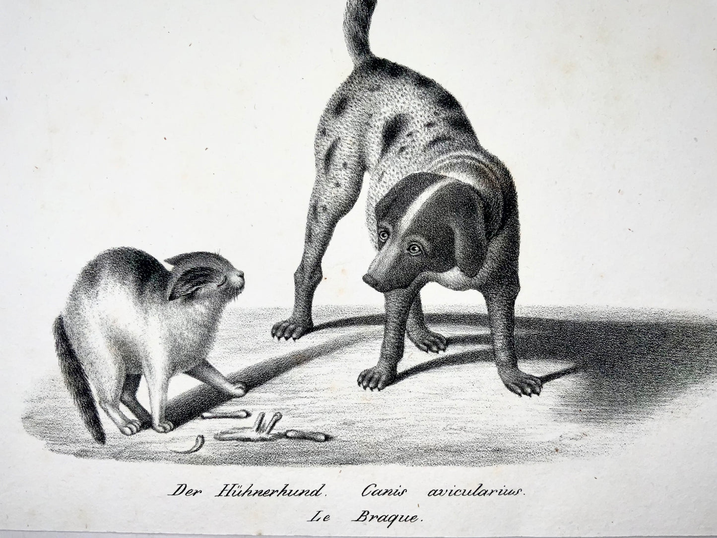 1840 c Domestic Cat & Dog [Pointer]; H. Reichert, stone lithography