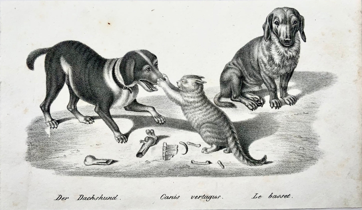 1840 c Domestic Cats & Dogs; H. Reichert, stone lithography