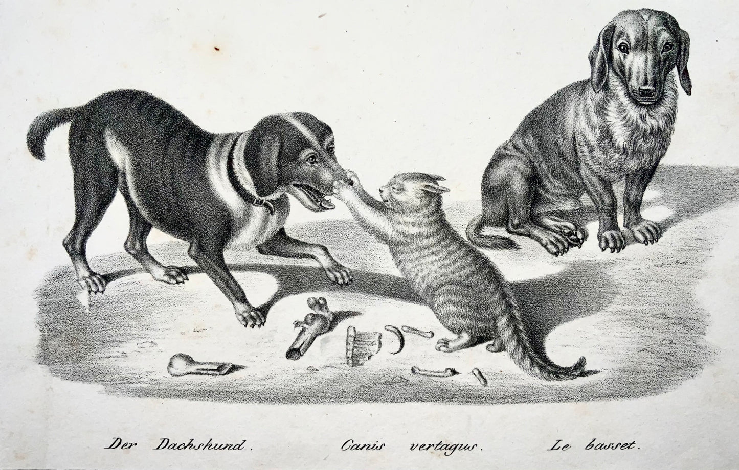 1840 c Domestic Cats & Dogs; H. Reichert, stone lithography