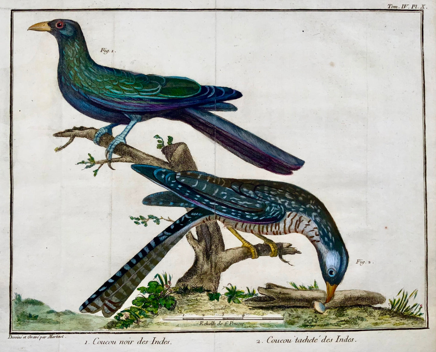 1760 Exotic Cuckoo, Martinet (b1725), Brisson, fine hand colour, ornithology