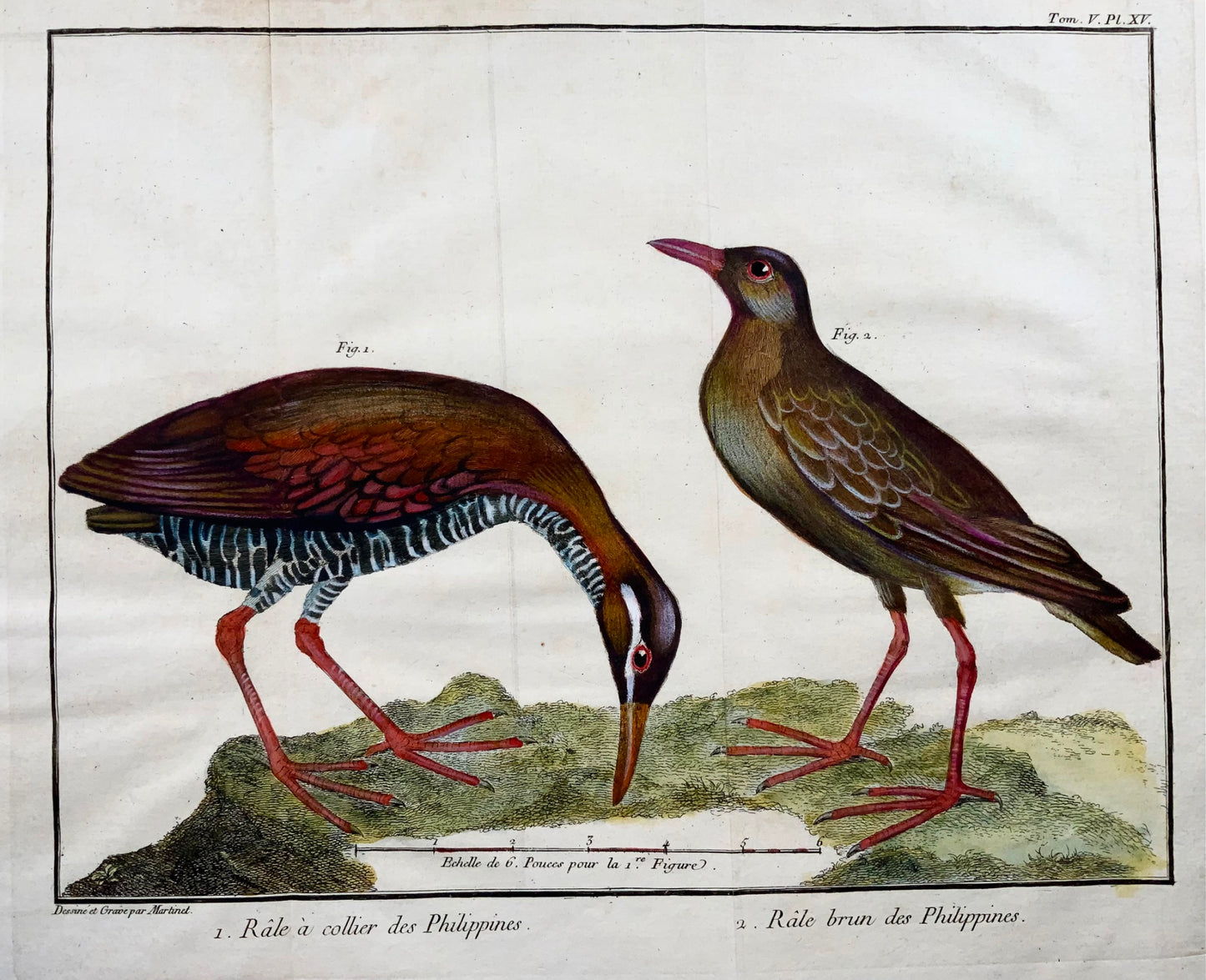 1760 Fr. Nic. Martinet (b1725), Philippine Rails, ornithology, copper engraving