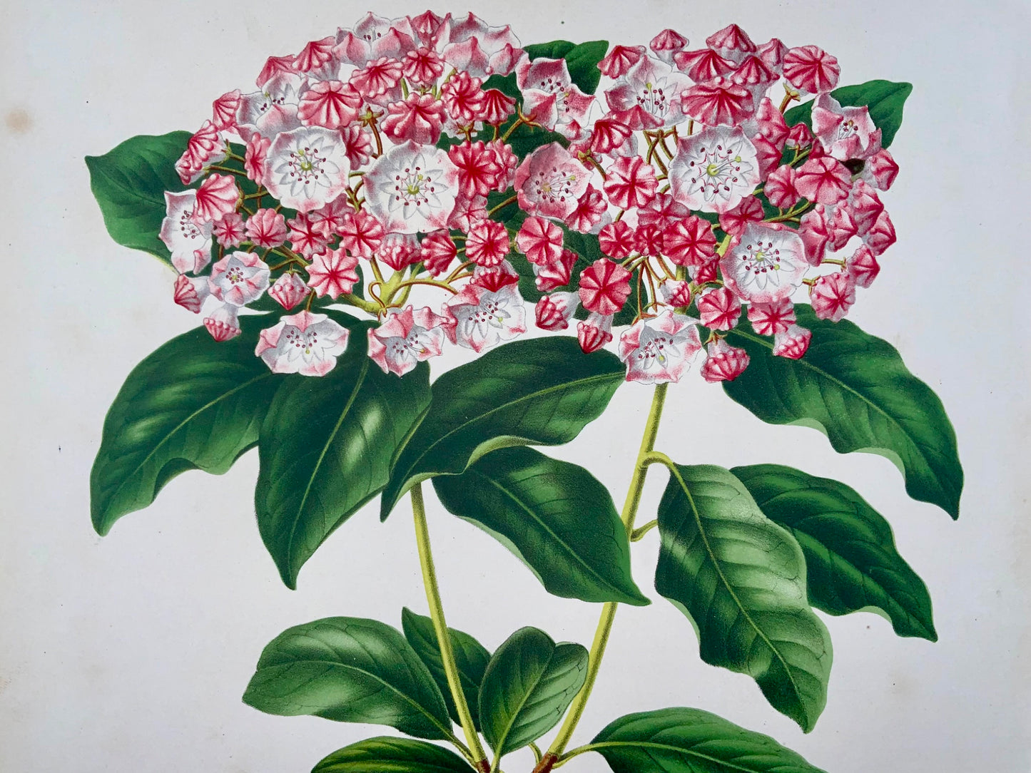 1868 Kalmia latifolia, flower, botany, folio, Wendel, fine chromolithograph