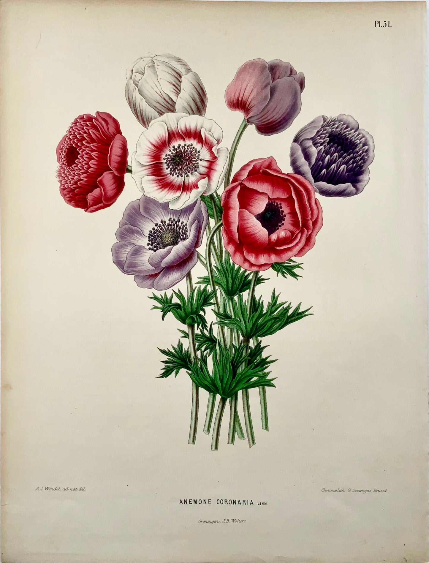 1868 Poppy anemones, flower, botany, folio, Wendel, fine chromolithograph