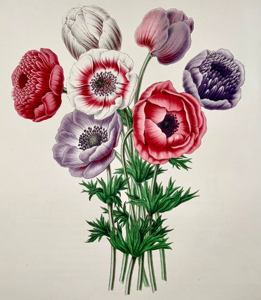 1868 Poppy anemones, flower, botany, folio, Wendel, fine chromolithograph