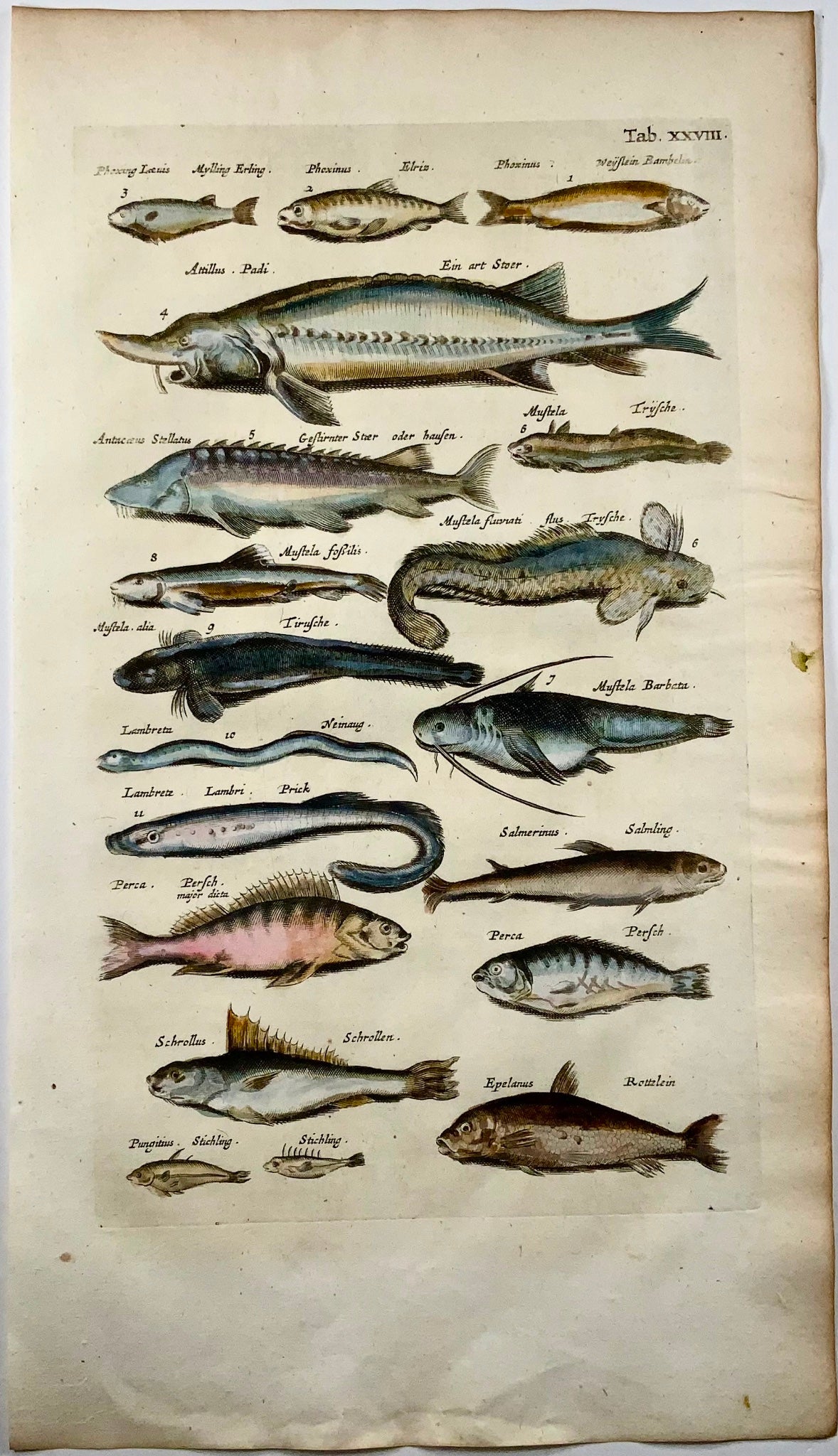 1657 Perch, Sturgeon, Eels, fish, Matt Merian, folio, hand coloured engraving