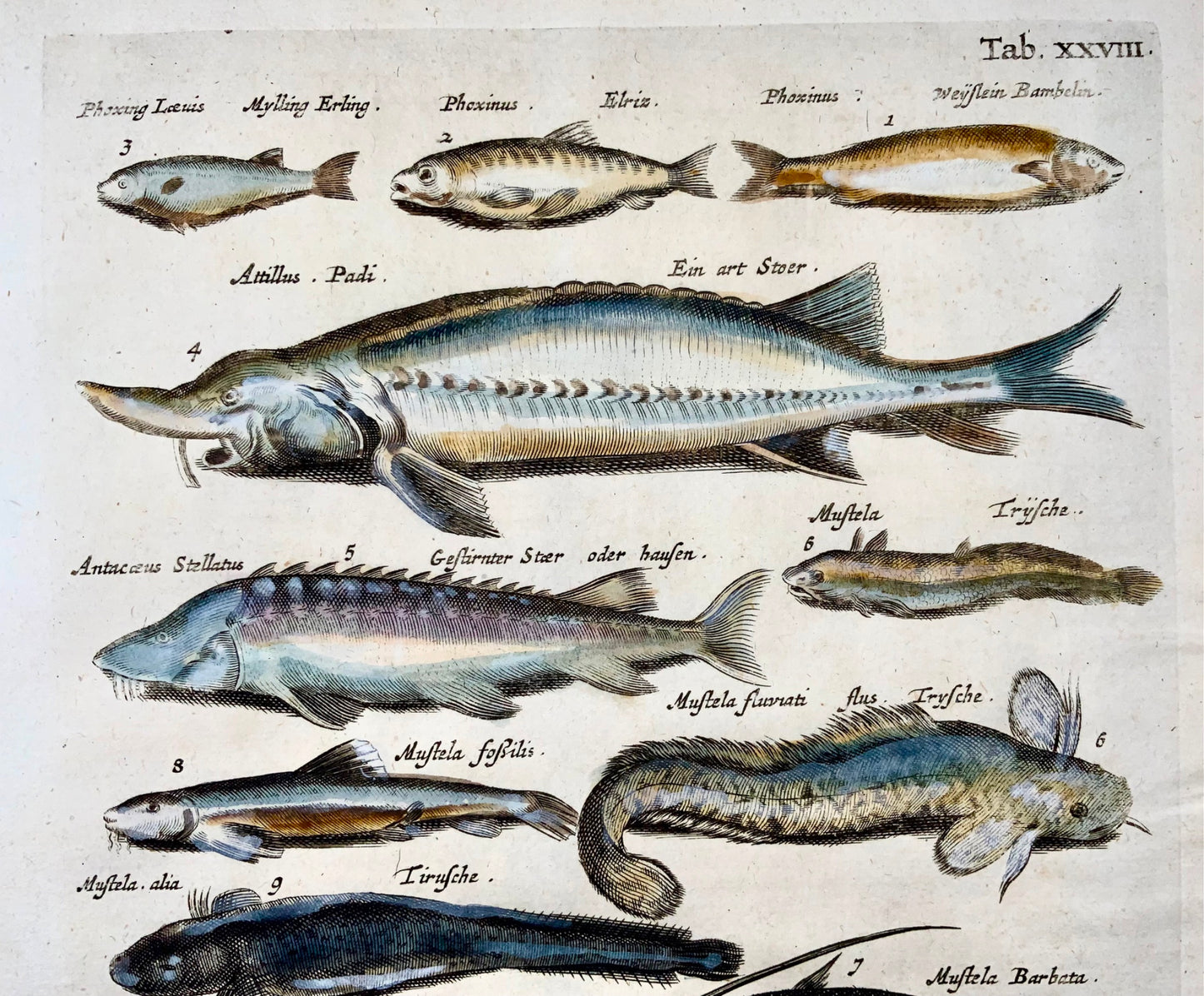 1657 Perch, Sturgeon, Eels, fish, Matt Merian, folio, hand coloured engraving