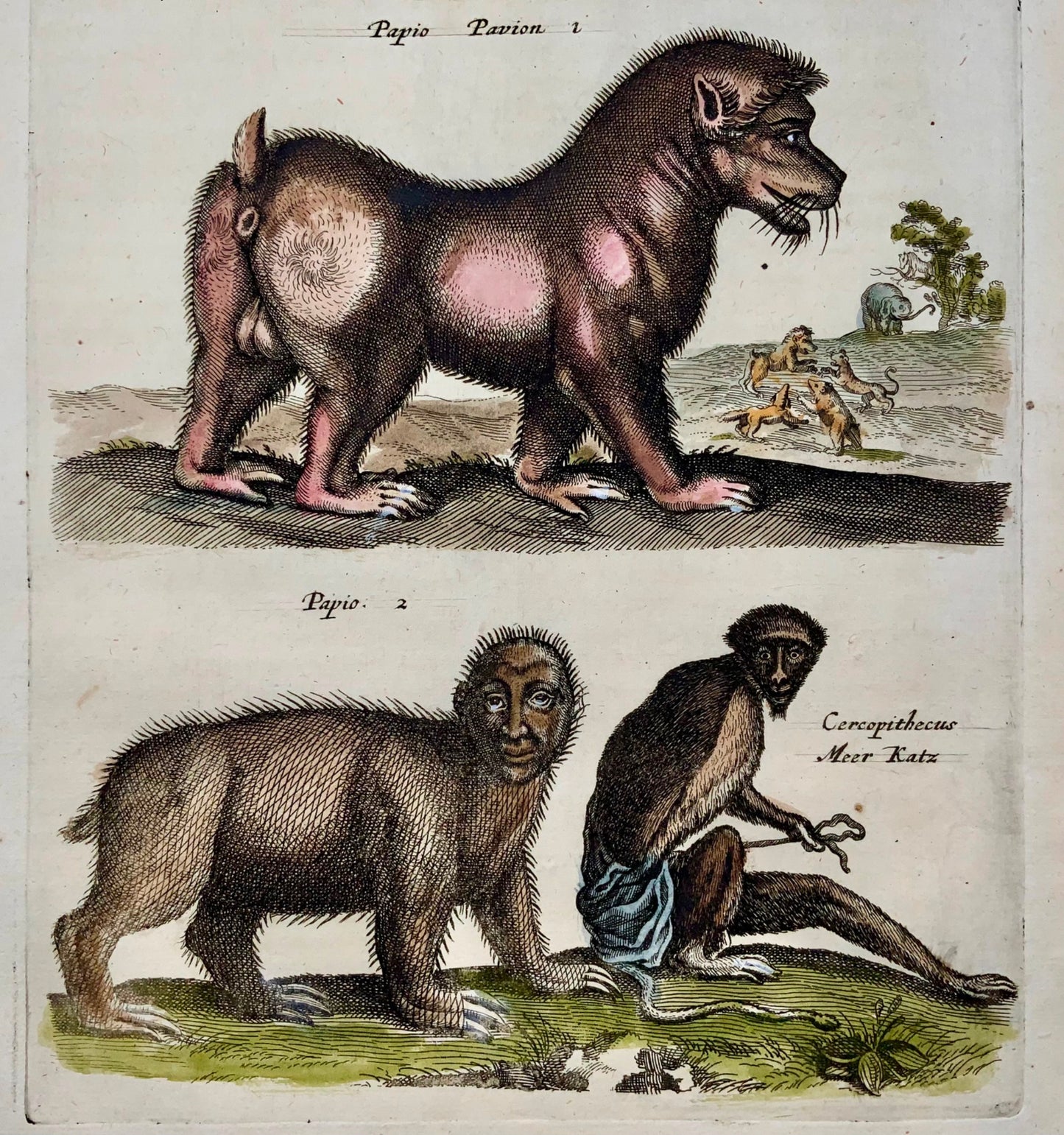 1657 Manticore, monster, baboon, Matt Merian, folio, hand coloured engraving, mythical mammals