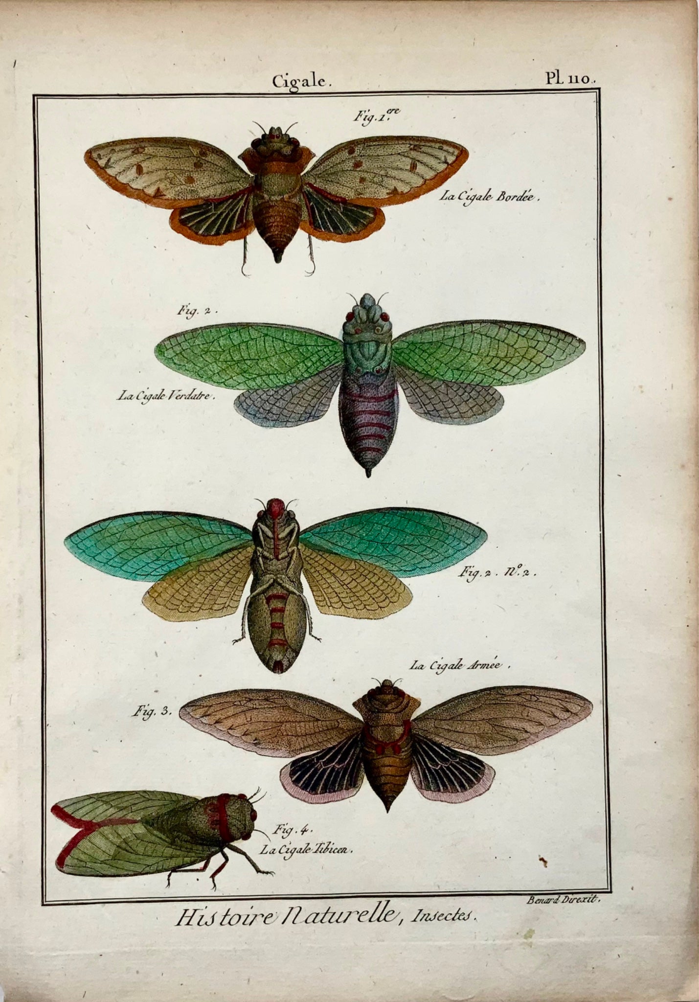 1794 Latreille; Cicadidae cicadas, handcoloured, quarto, copper engraving