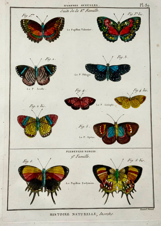 1794 Latreille; Butterflies Nymphs, Handcoloured quarto copper engraving - Inse