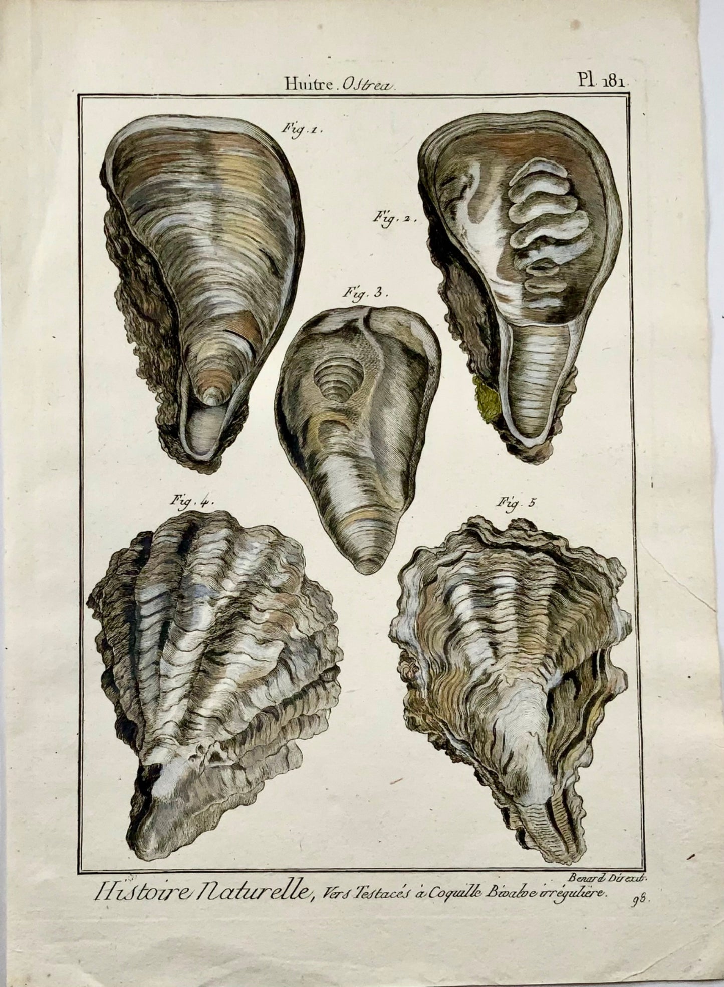 1789 Oysters, Benard sc. quarto in hand colour, engraving, marine life