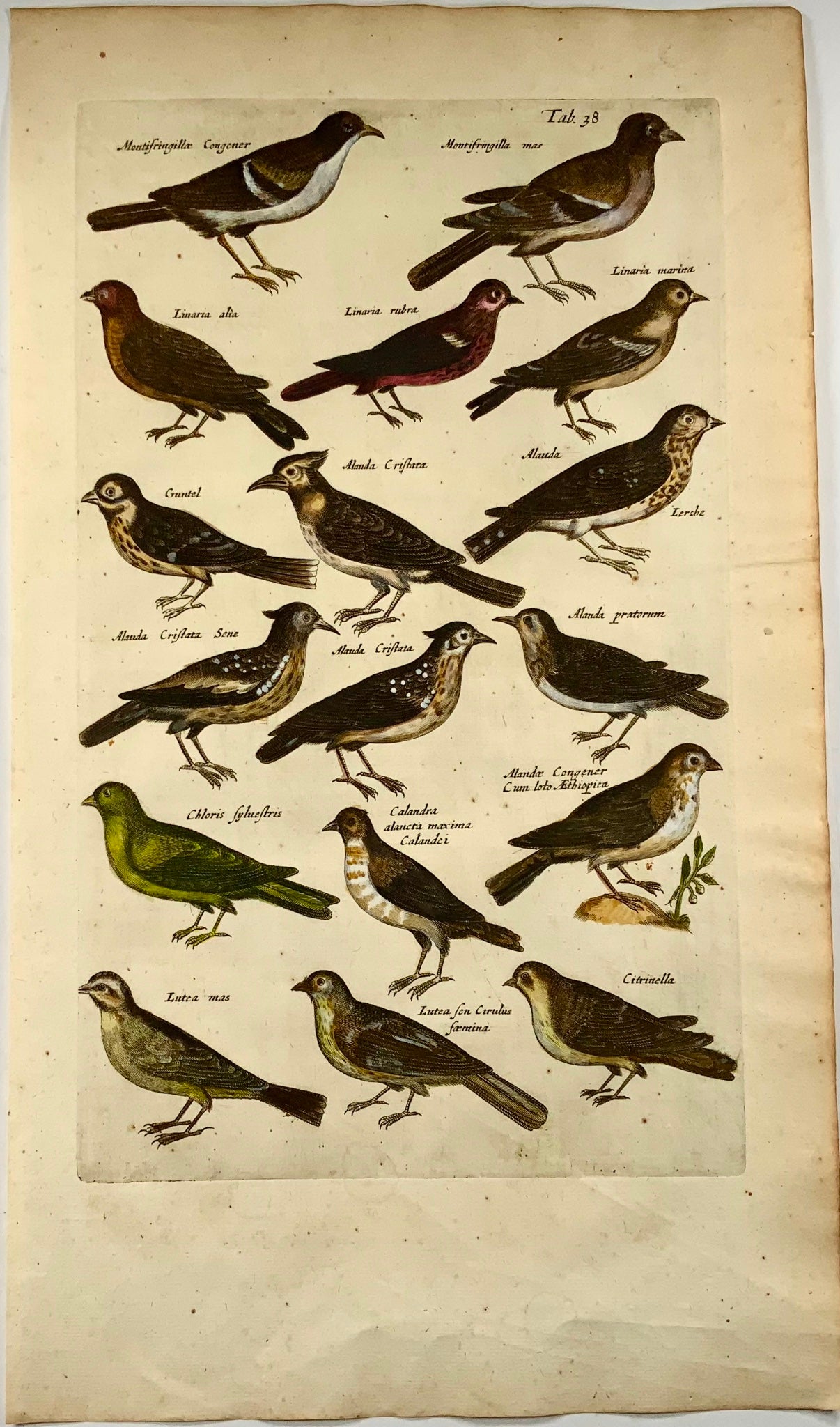 1657 Larks, Linnets, Lapwings, Finches, Merian, ornithology, folio, hand coloured engraving