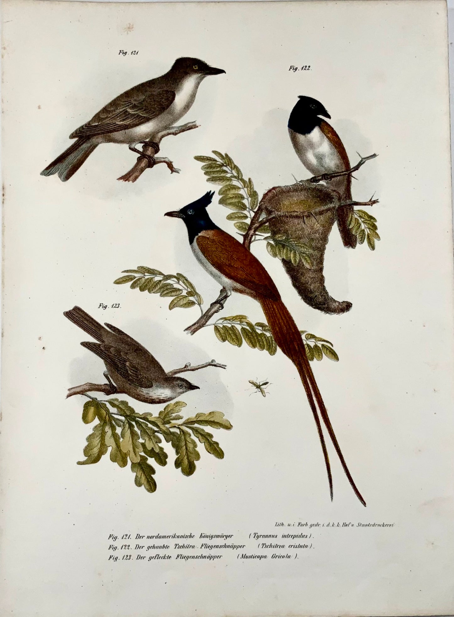 1860 Fly Catchers, King Bird, Fitzinger, colour lithograph, hand finish